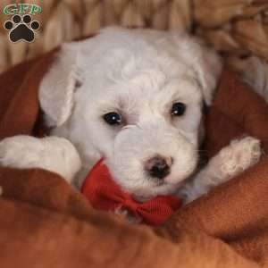 Bobby, Bichon Frise Puppy